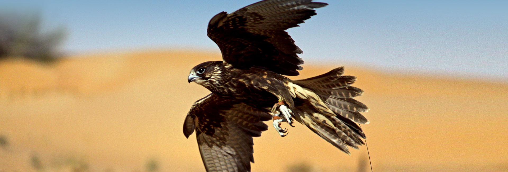 Falconeria Del Patrimonio E Safari Nella Natura