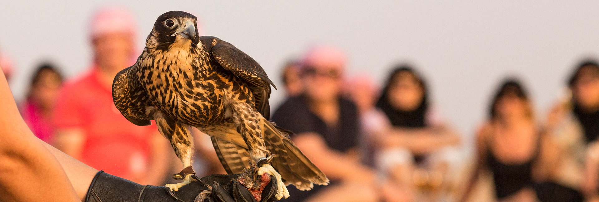 Falcoaria Patrimonial e Safári