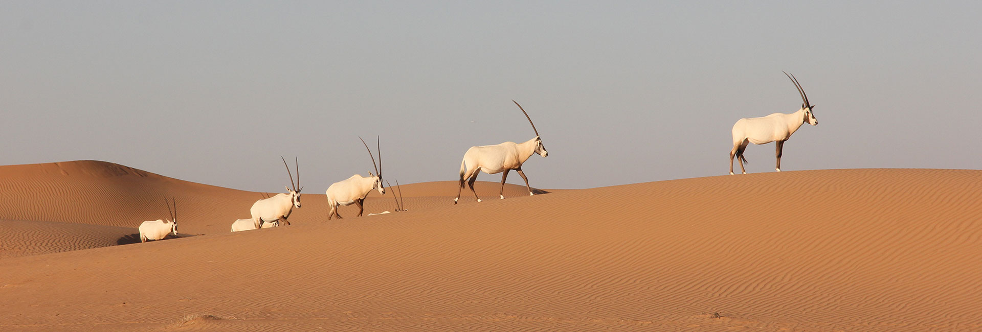 Conservation Drive & Breakfast at Al Maha