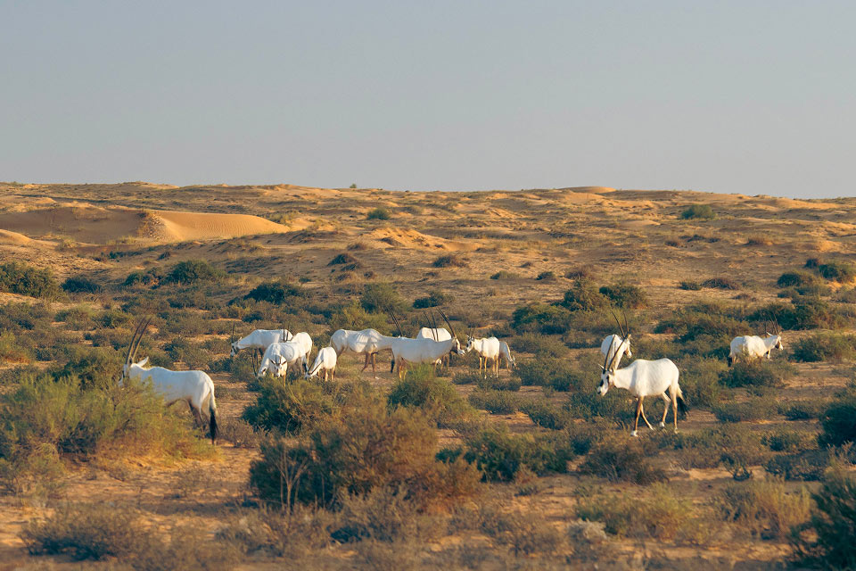 Safari nel deserto Heritage