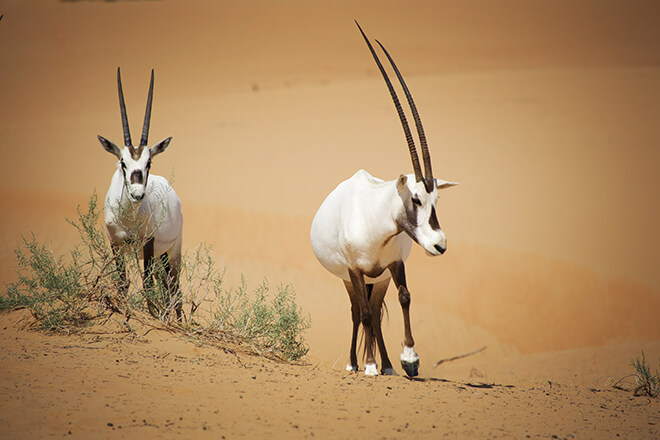 Sustainable Wildlife Drives In Dubai